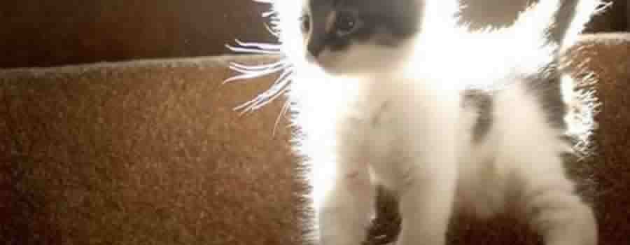 kitty-feature kitty-feature
