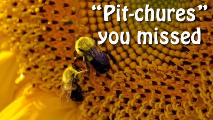 Pit-chures you missed