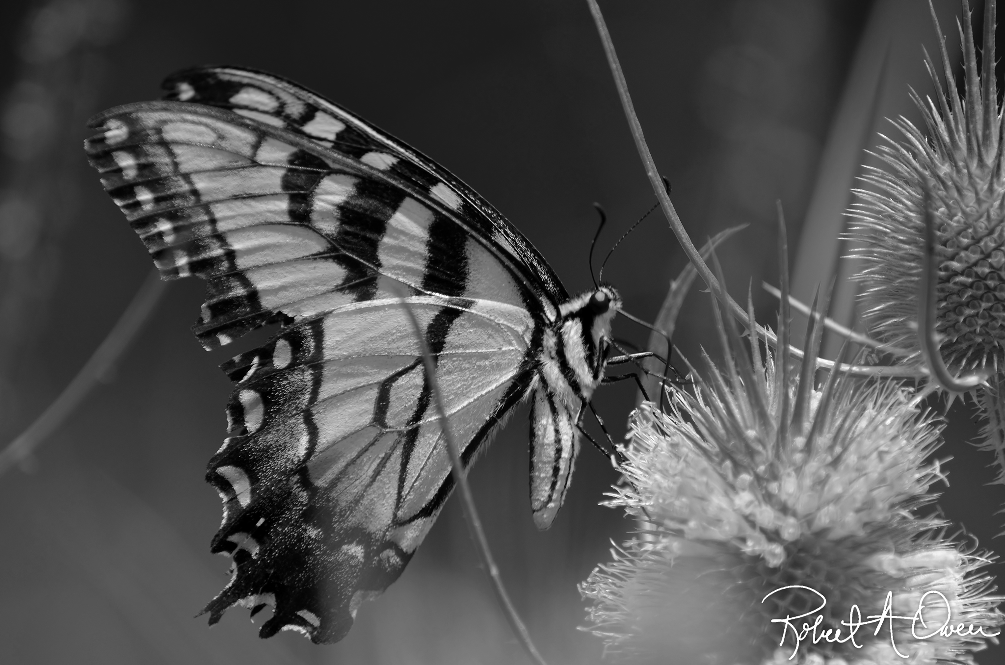 A few pics from the Road